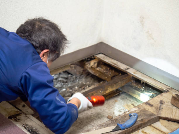 Best DIY Mold Remediation Support Services in Gothenburg, NE